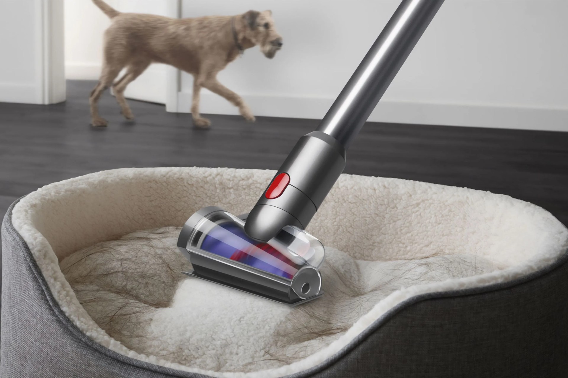 a dyson vacuum cleaning a dog bed