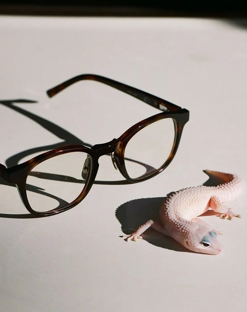 jins sabae glasses with gecko sitting next to it