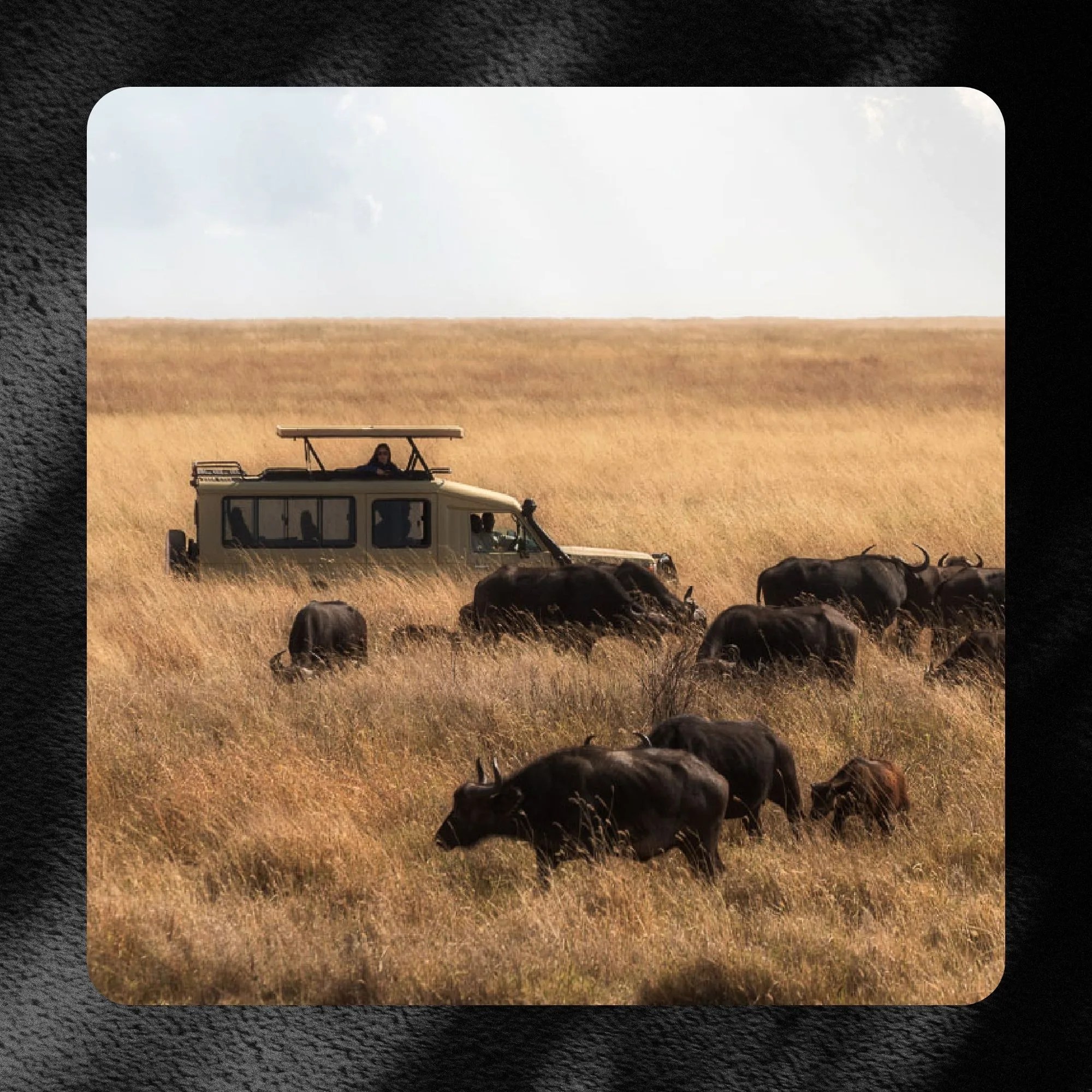 jeep driving through a field of buffalo