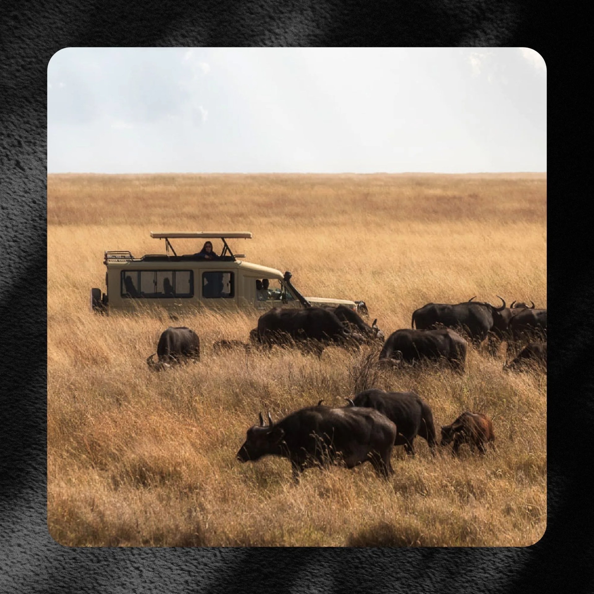 jeep driving through a field of buffalo