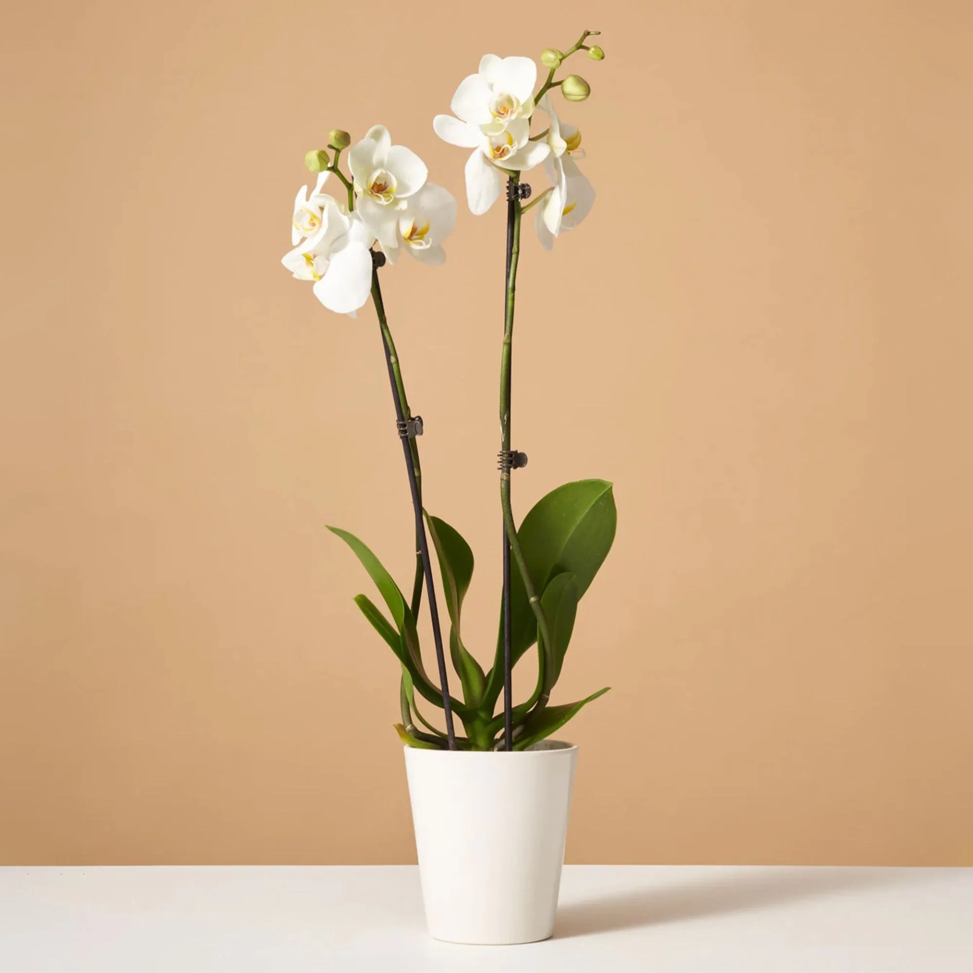 white orchid