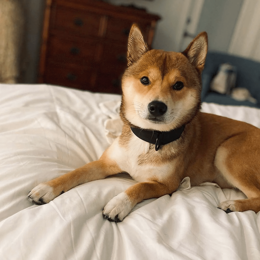 dog wearing followpaw collar