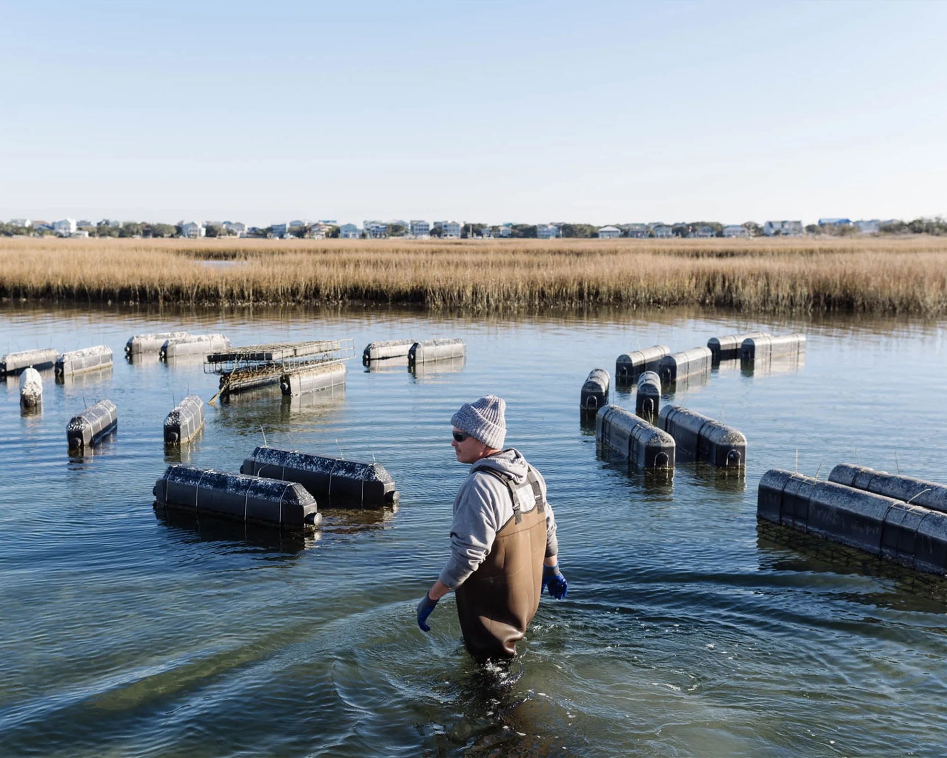 man walking into water to fish oysters in traps