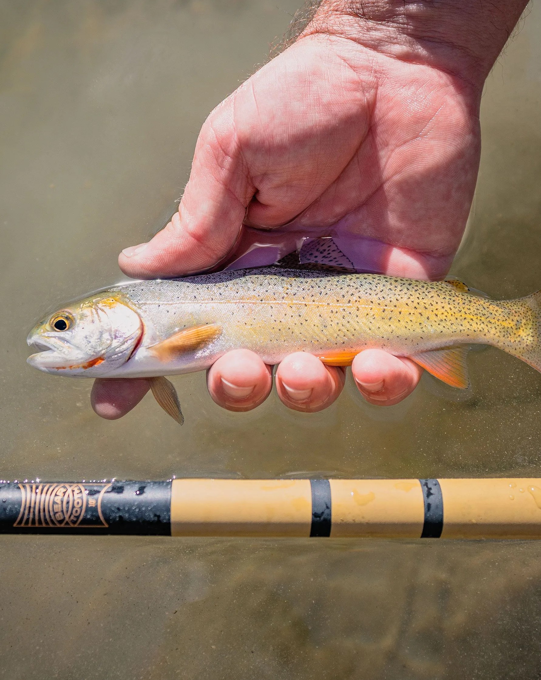 beartooth rod