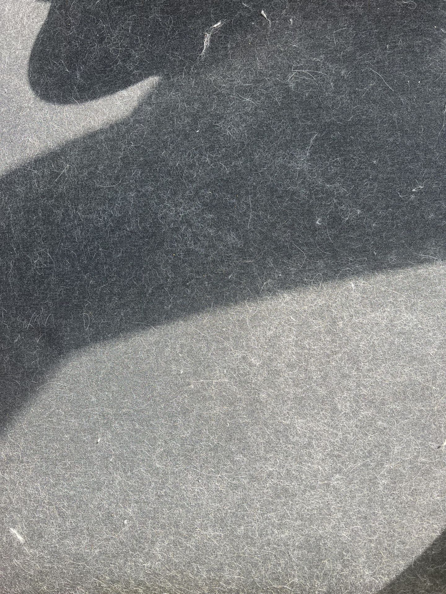 a couch covered in cat hair