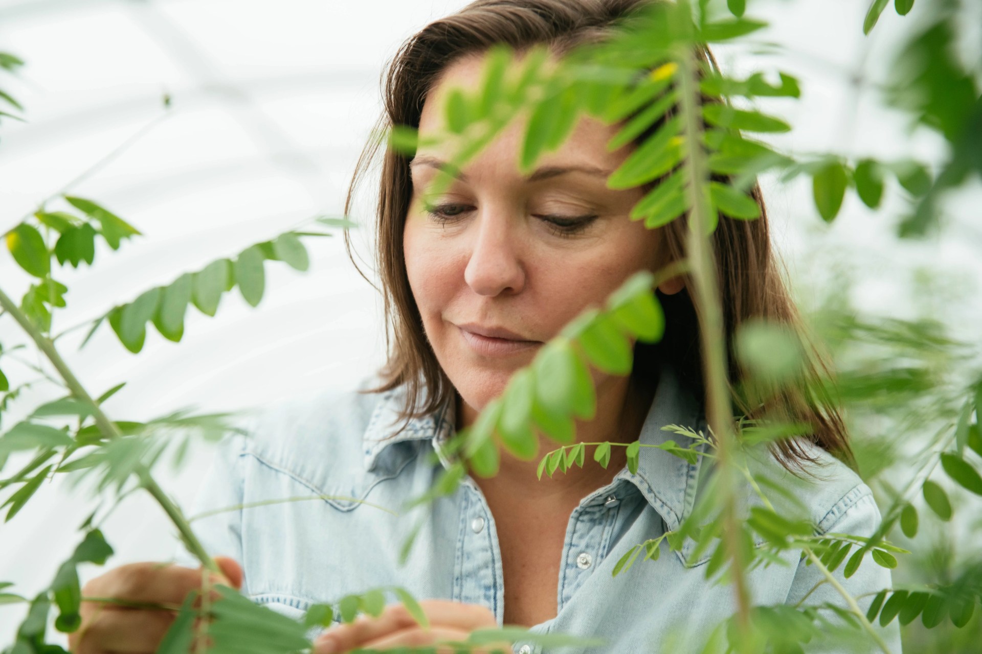 the founder of stony creek colors looking an an indigo plant