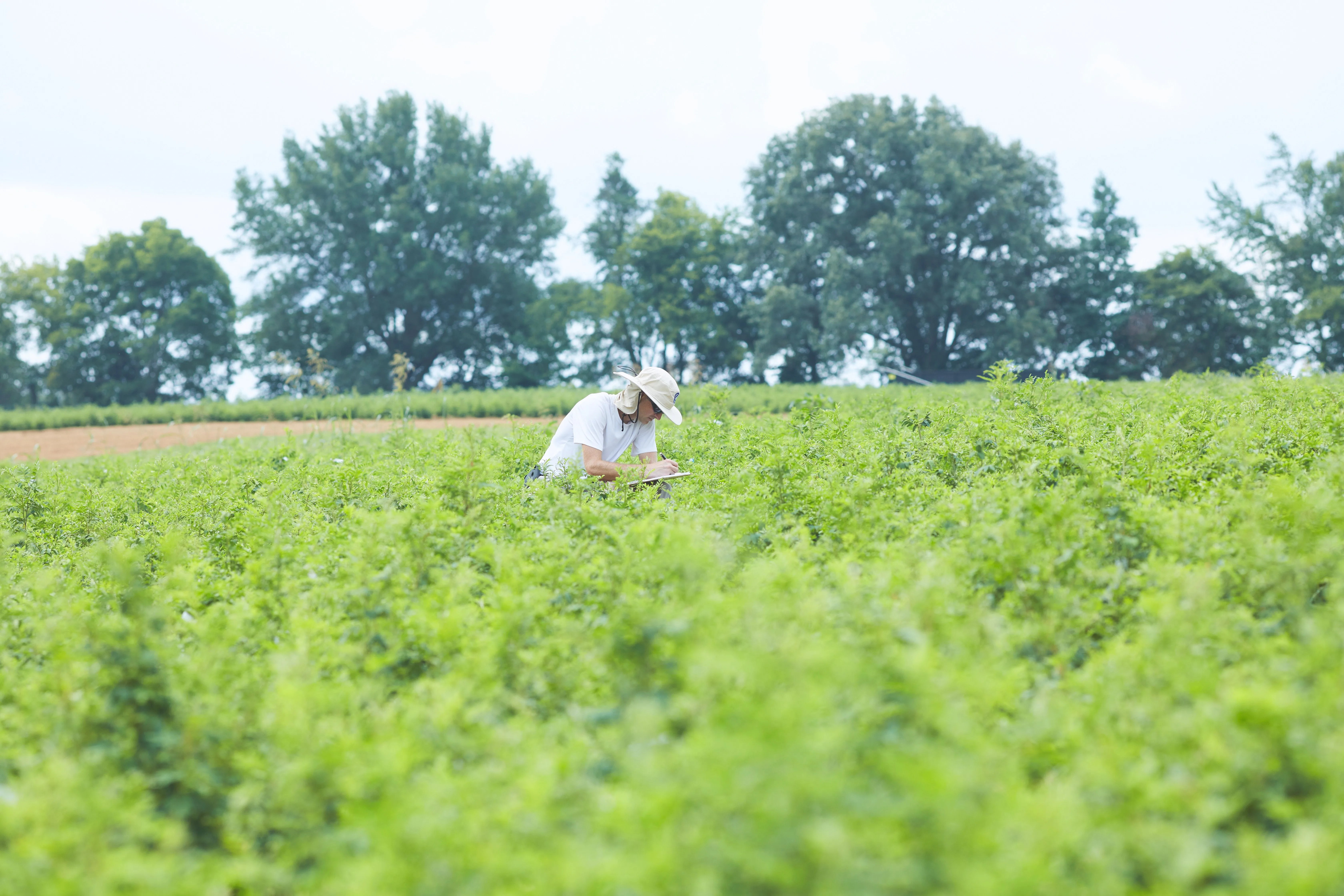 a man checking an indigo field