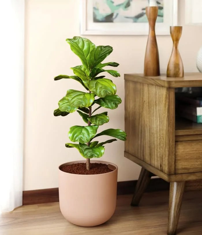 Fiddle Leaf Fig Bush