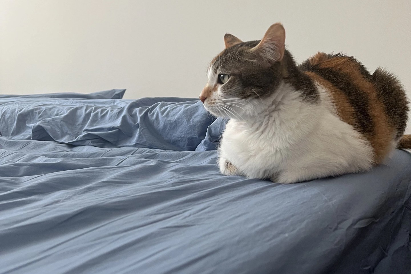 brooklinen sheets with a cat