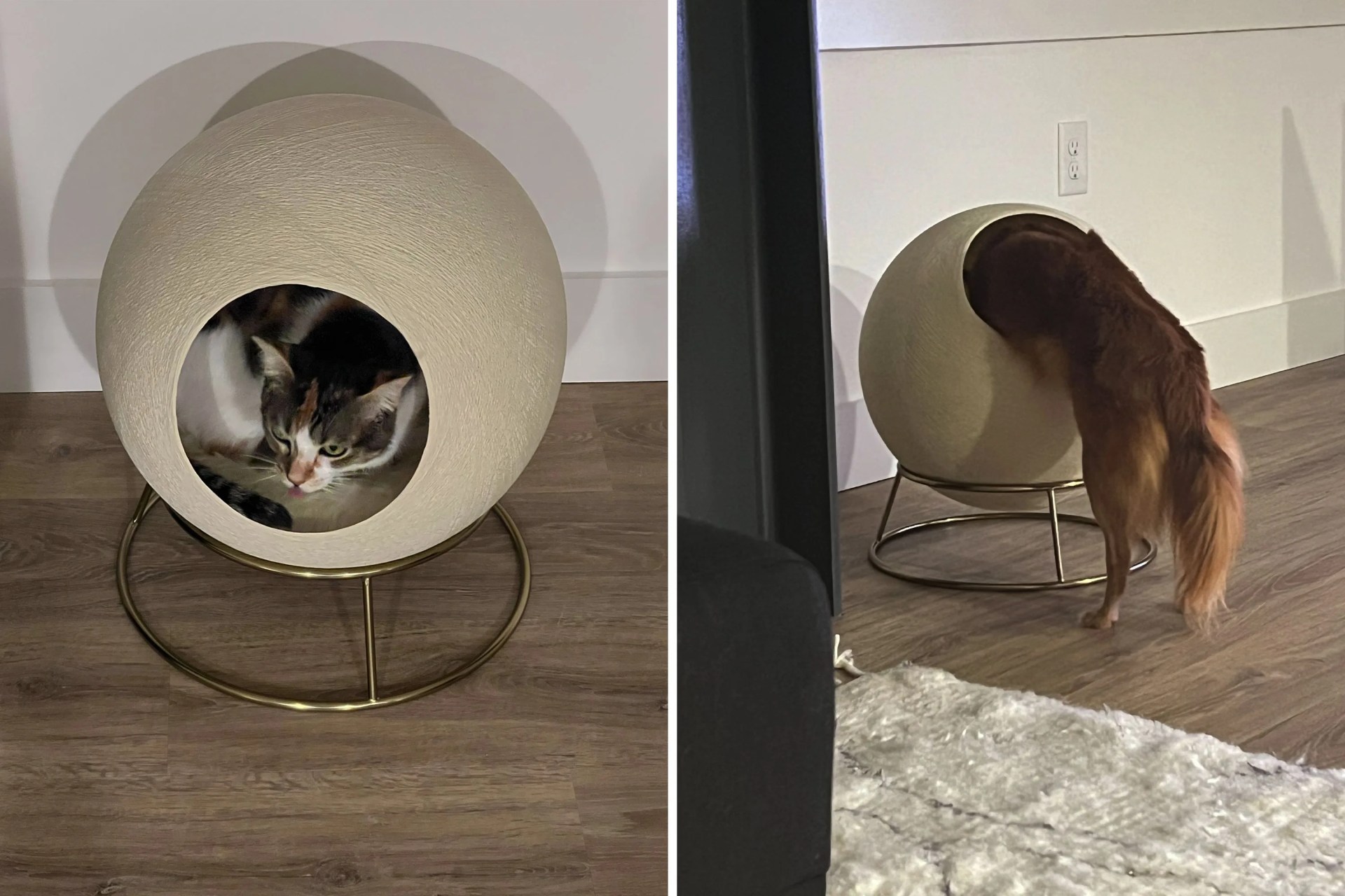 a cat in a tuft and paw stellar cat bed next to a dog trying to get into the cat bed