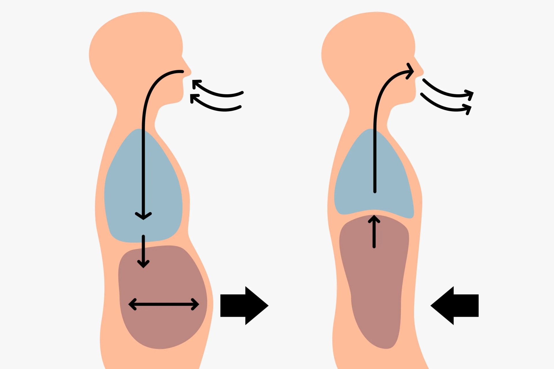 illustration of human body when breathe in and breathe out