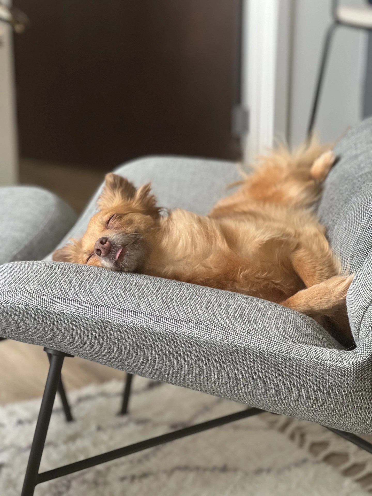 a dog sleeps on a burrow vesper lounge chair