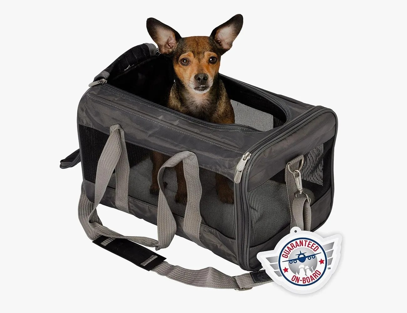 pet dog in a pet carrier