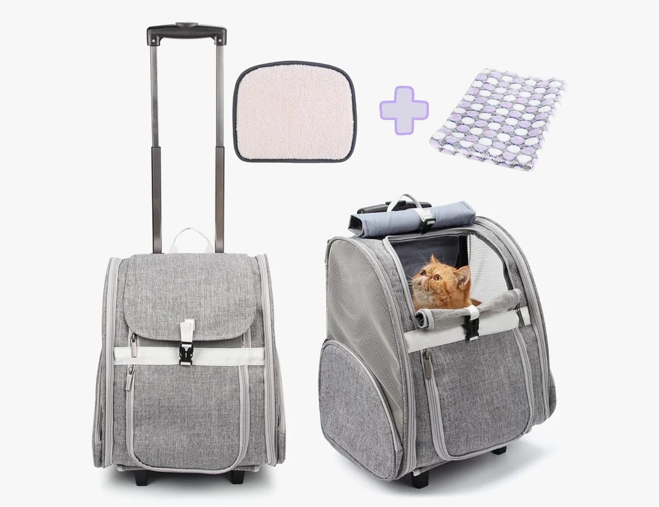 a cat inside a cat carrier