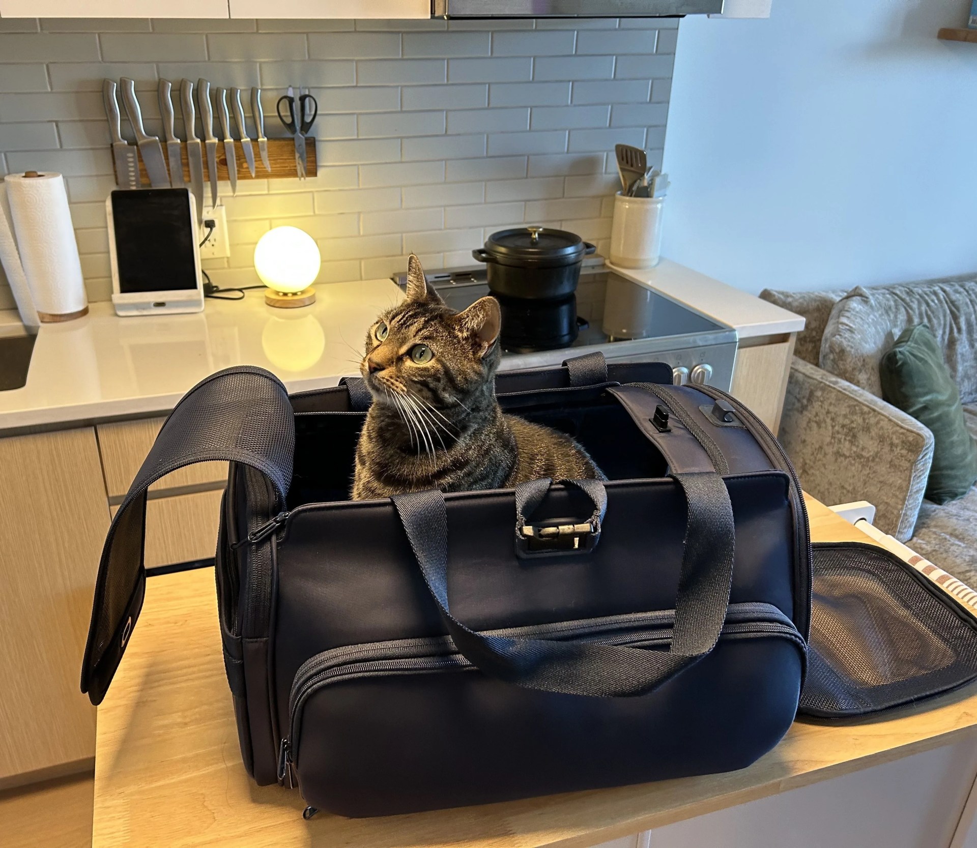 cat carrier
