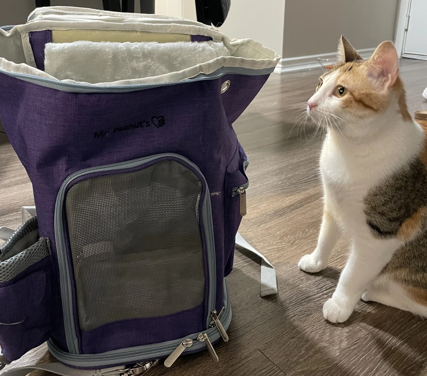 cat carrier