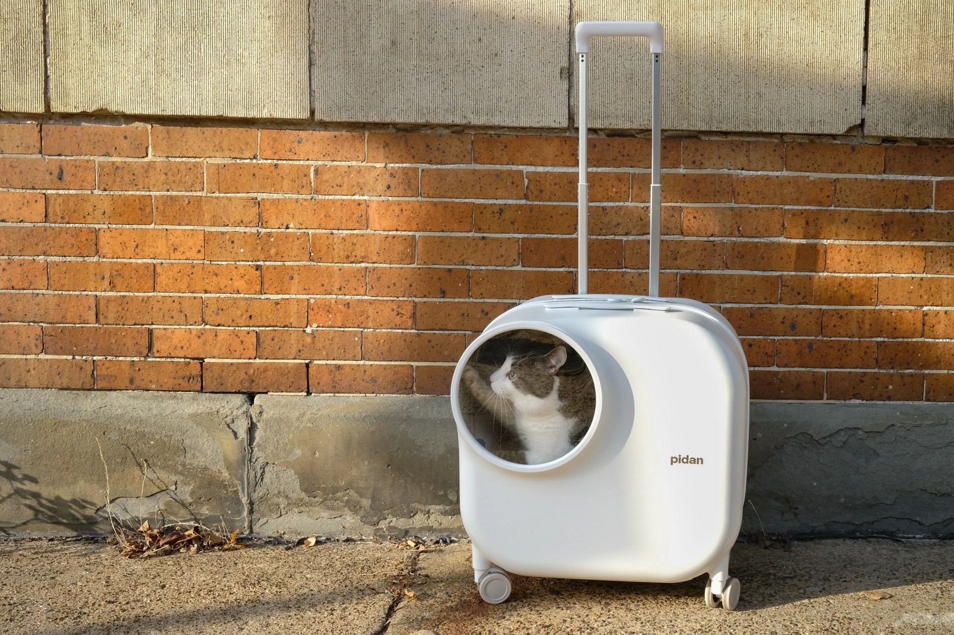 cat carrier