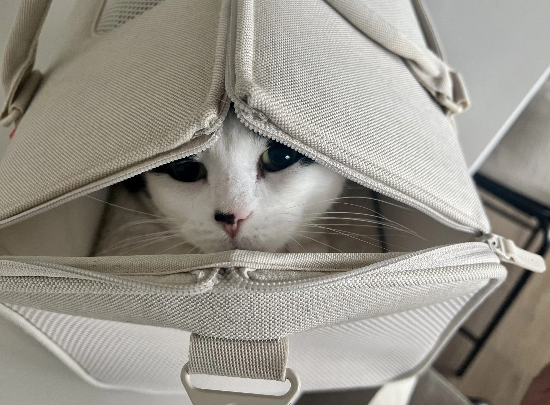 cat carrier