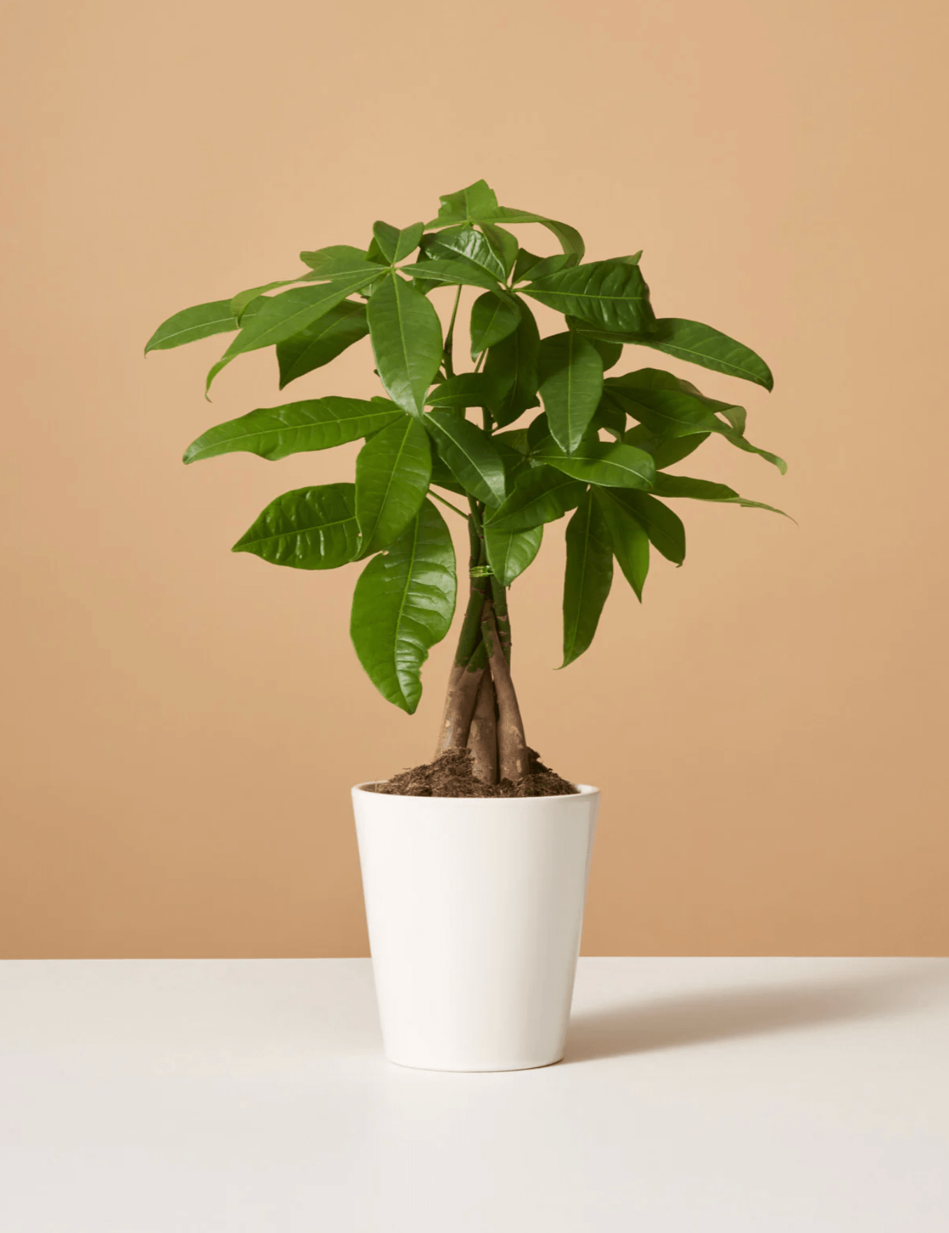 a plant in a pot