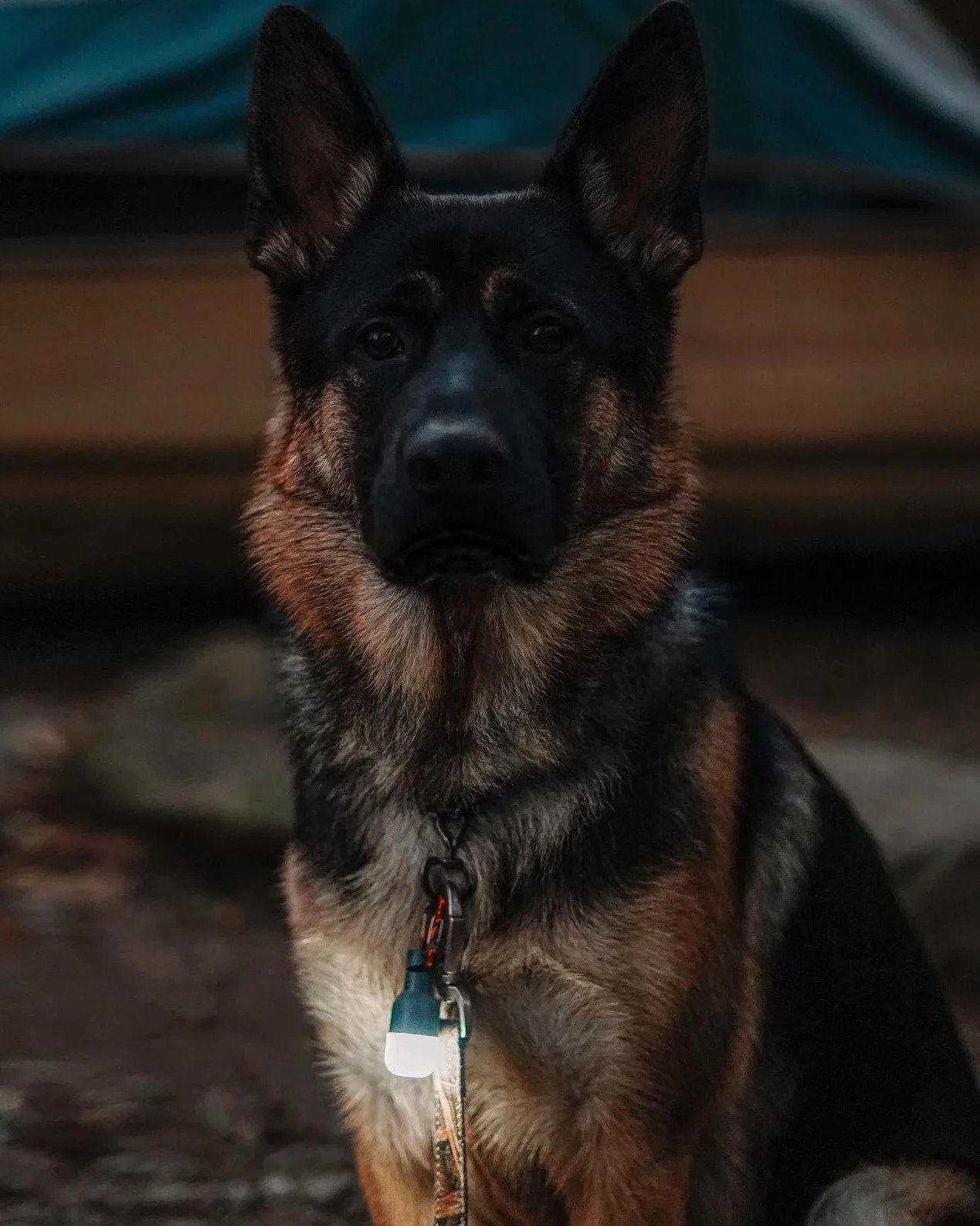 dog wearing mpowerd luci solar site light on collar