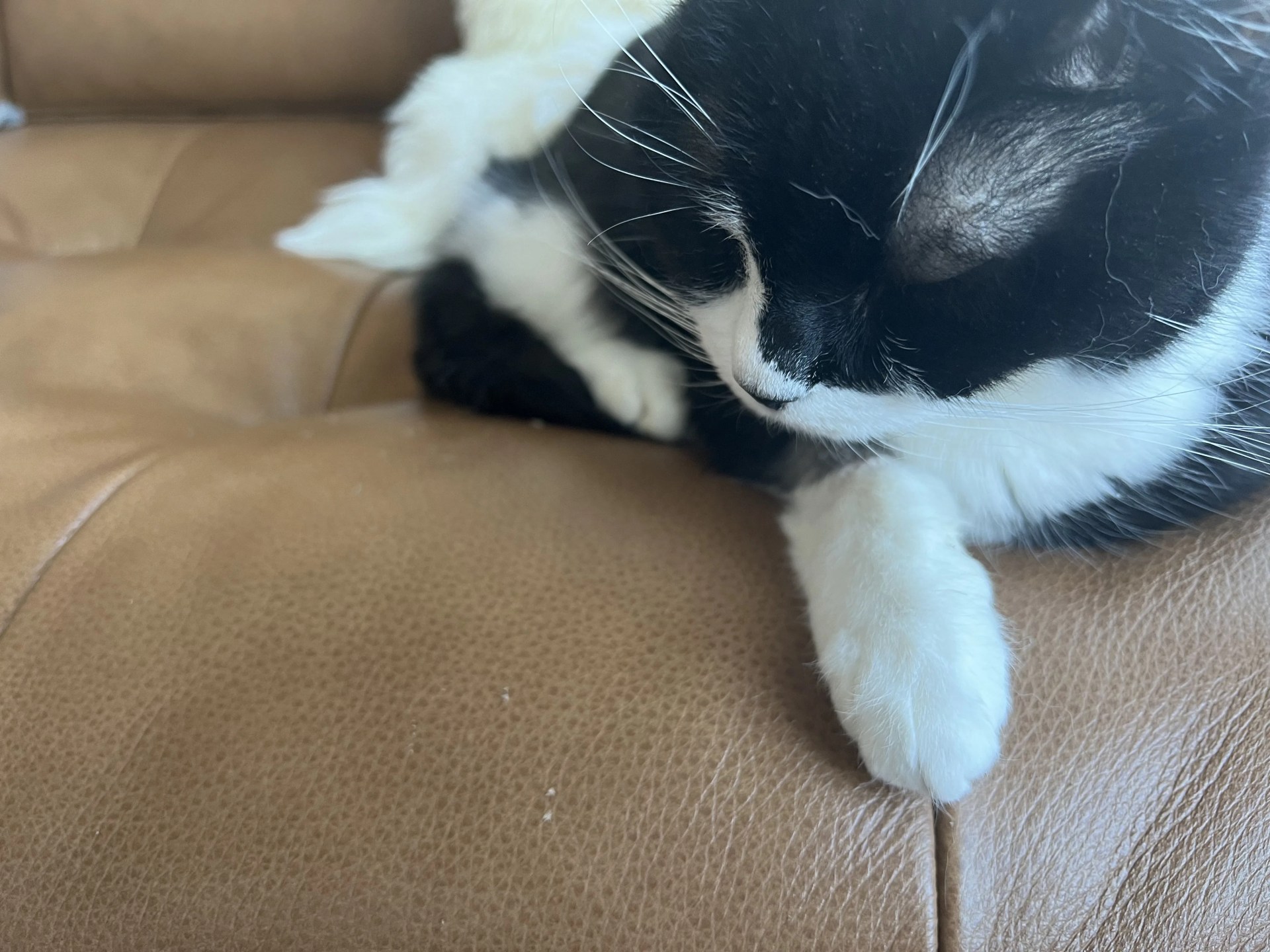 a cat on a leather sofa