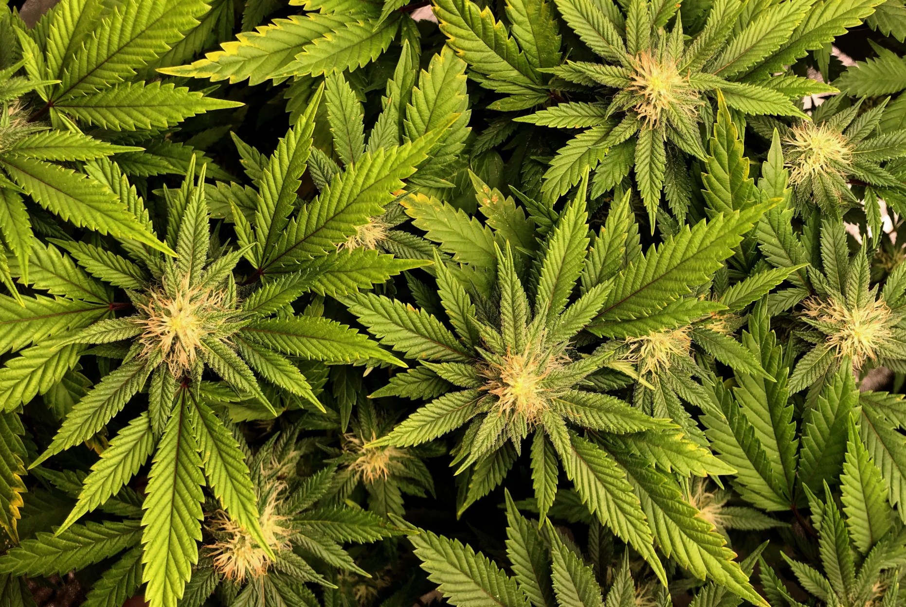 overhead view of cannabis sativa