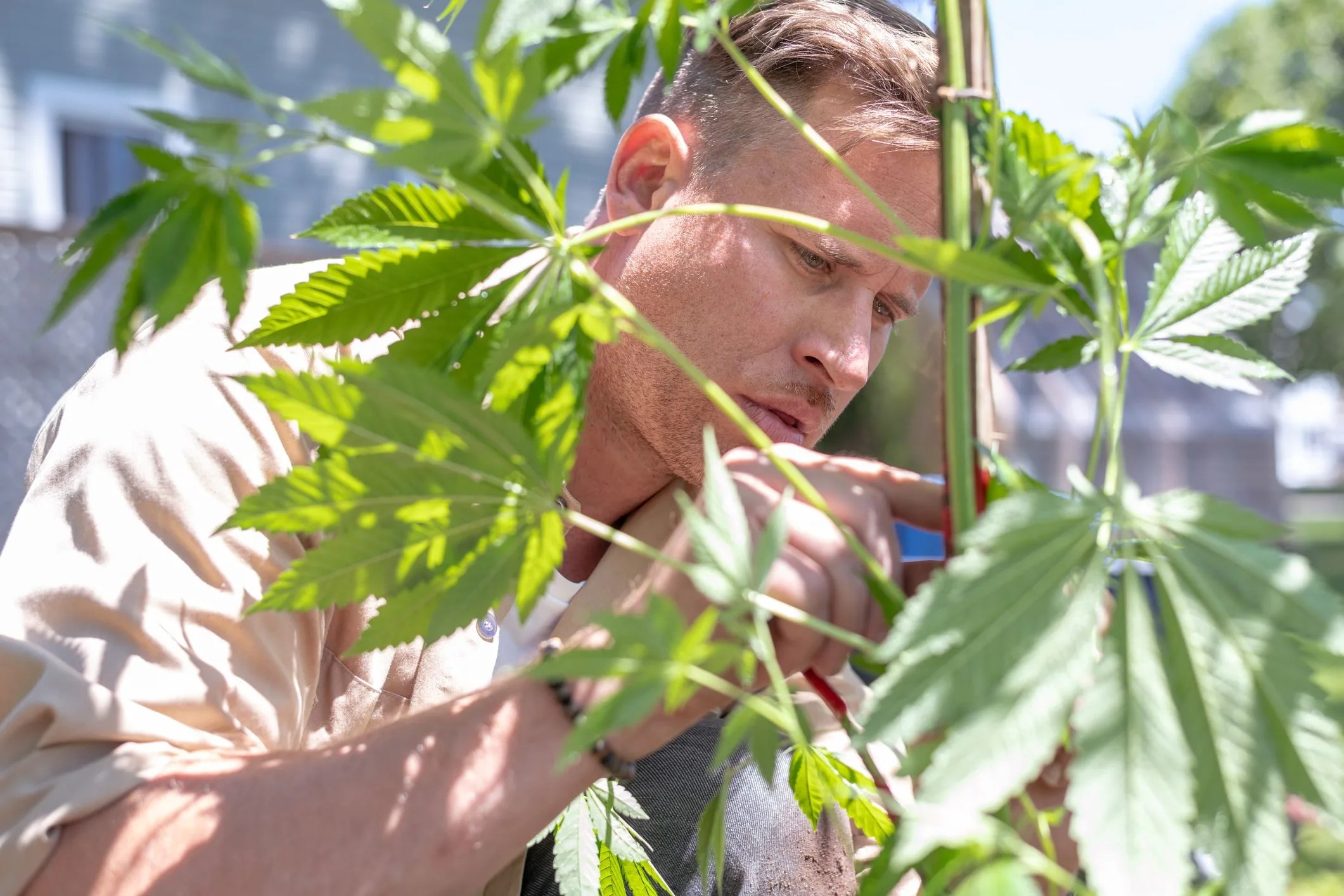 male gardener works in his garden on a sunny summer morning he has just finished transplanting a large cannabis plant and is gently pruning it the shot is focused on him