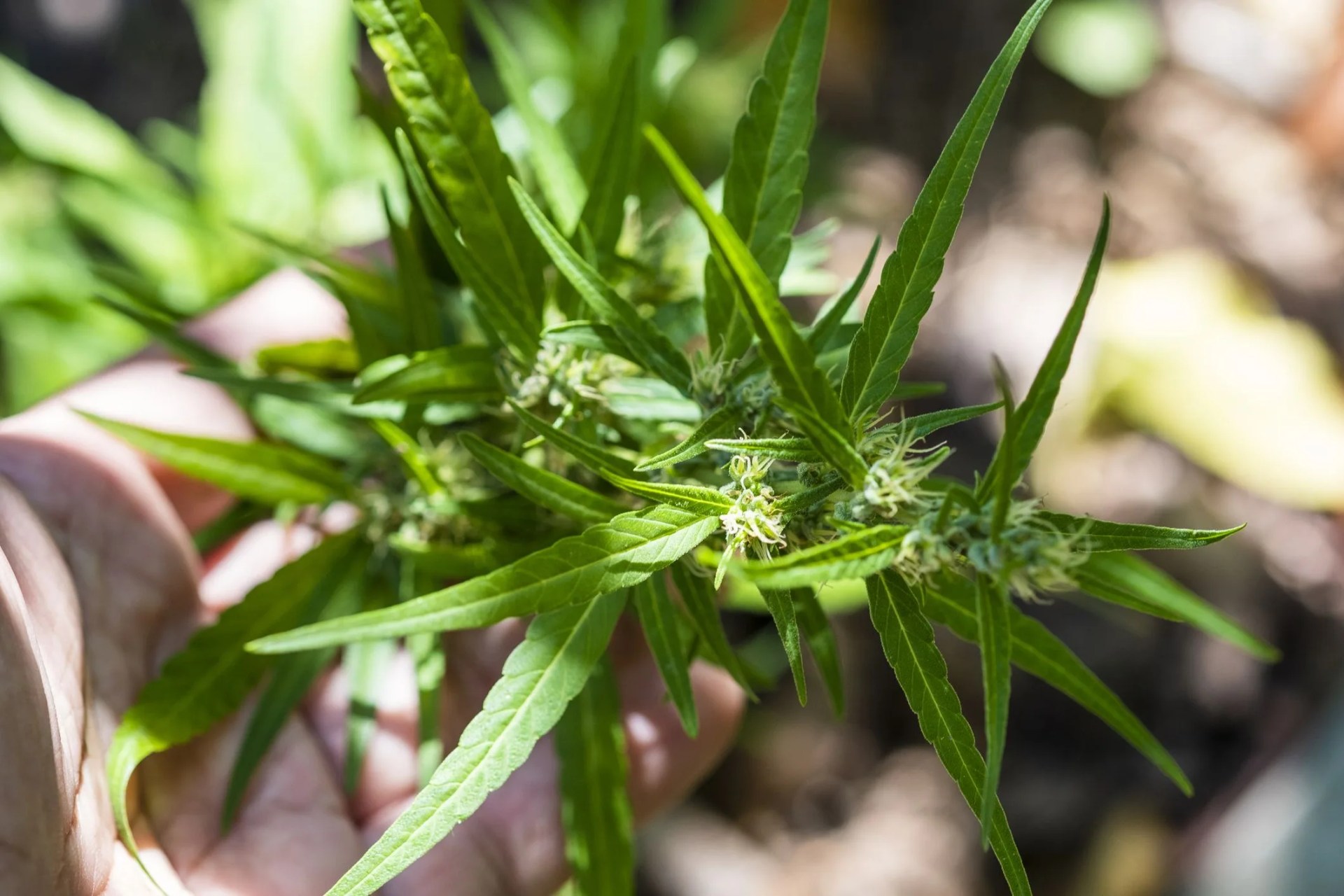 close up of a hand holding green cannabis ruderalis