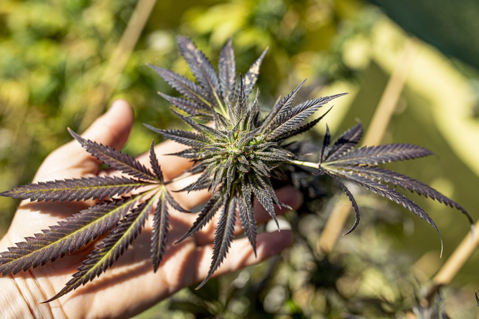 female hand grabbed a bush of marijuana with flower bud sites cannabis cultivation