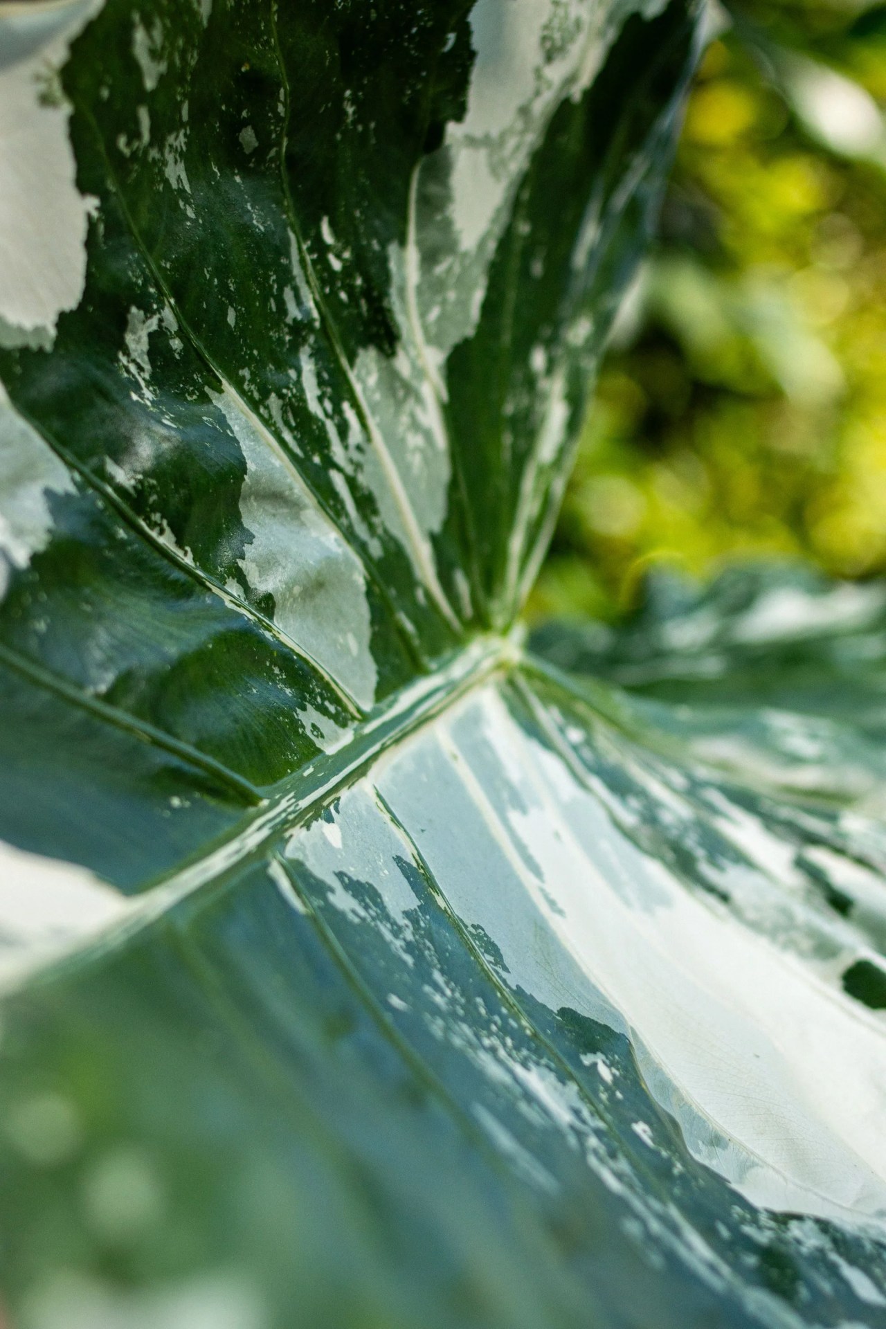 a close up of a variegated leaf