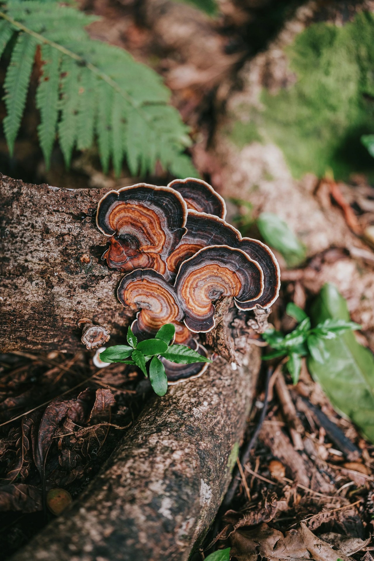 mushrooms on tree root