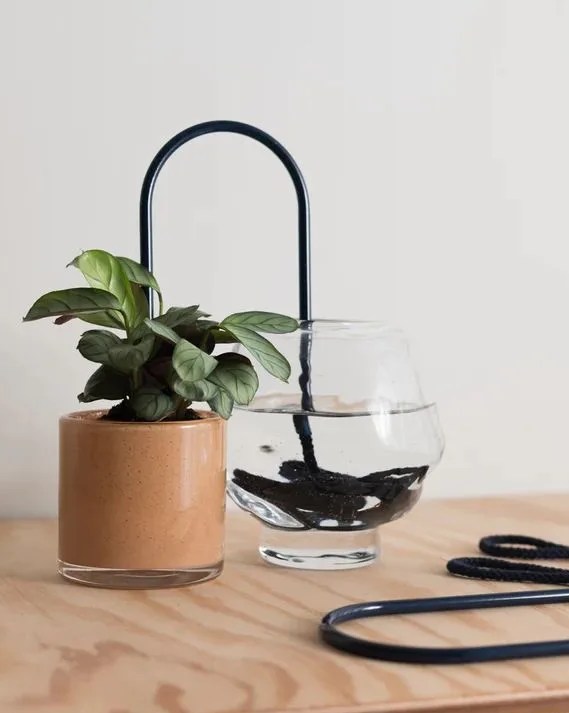a plant in a pot using plant straws to self water