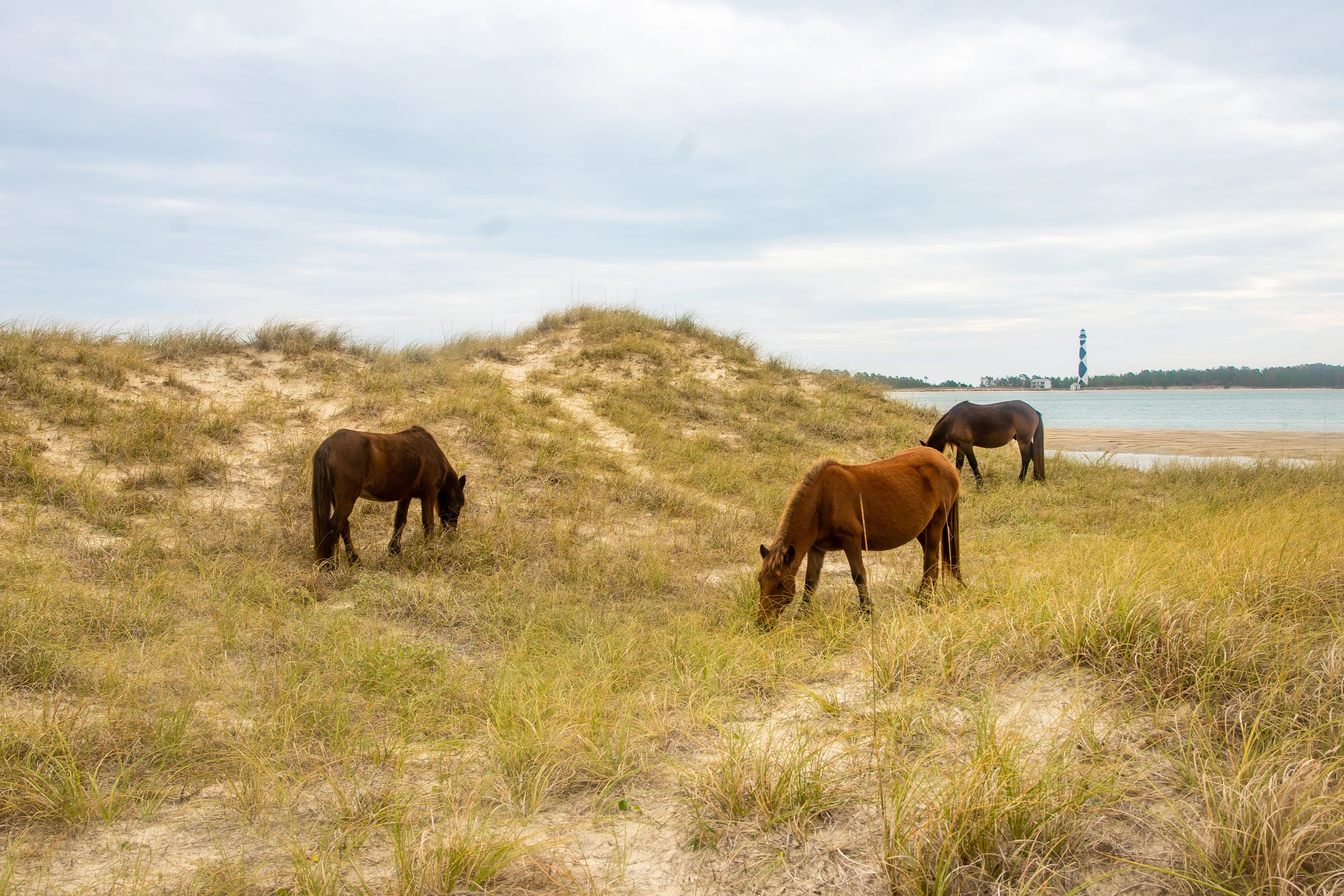 Shackleford Banks Horses Grazing in Dunes with Cape Lookout