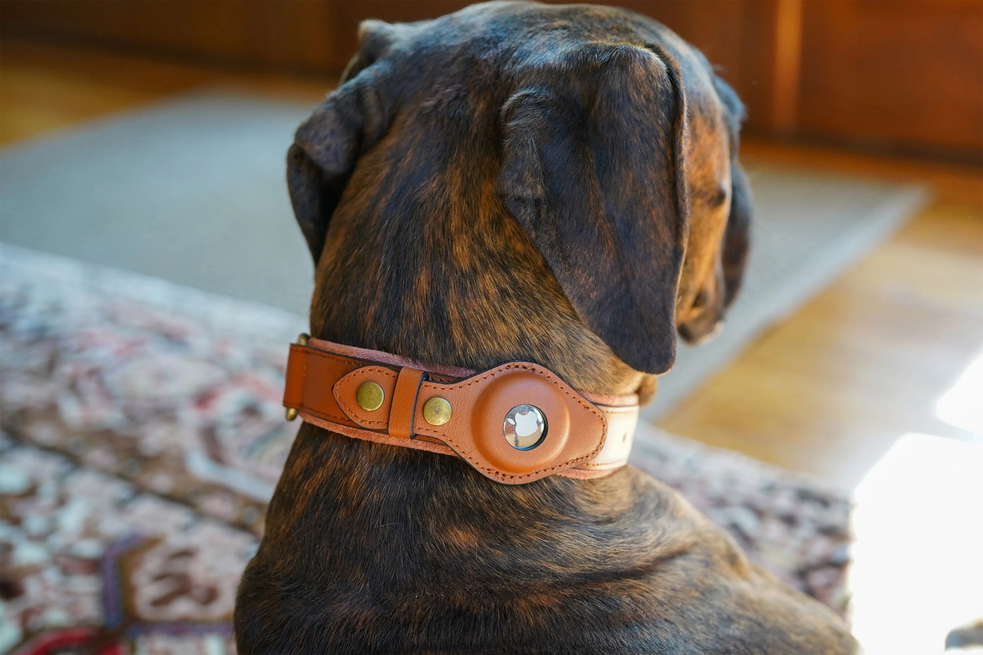 a dog wearing a collar