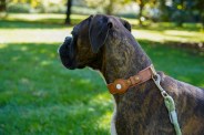 a dog wearing a collar