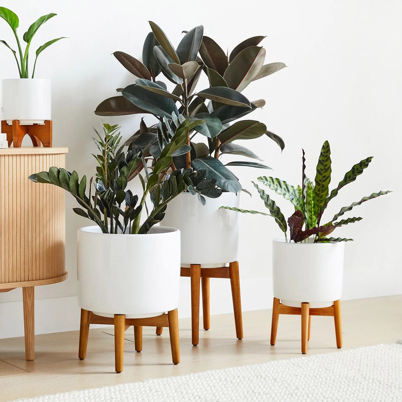 3 West Elm Mid-Century Turned Wood Planters of different sizes in white holding leafy green plants standing next to a credenza in a living area.
