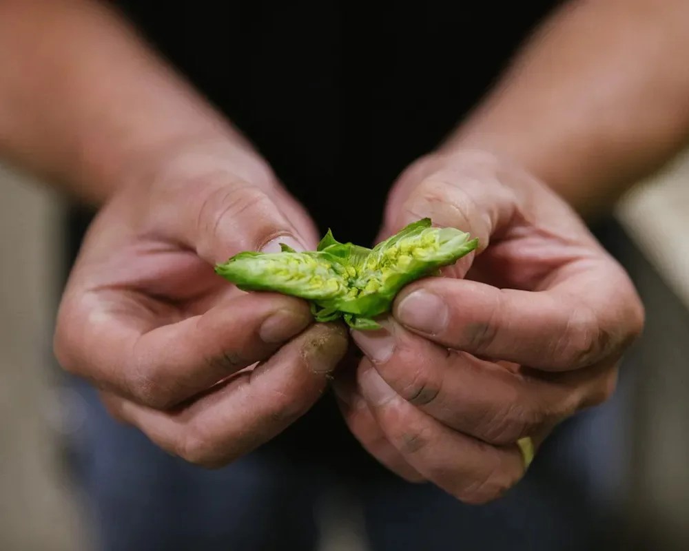 person holding a fresh hop