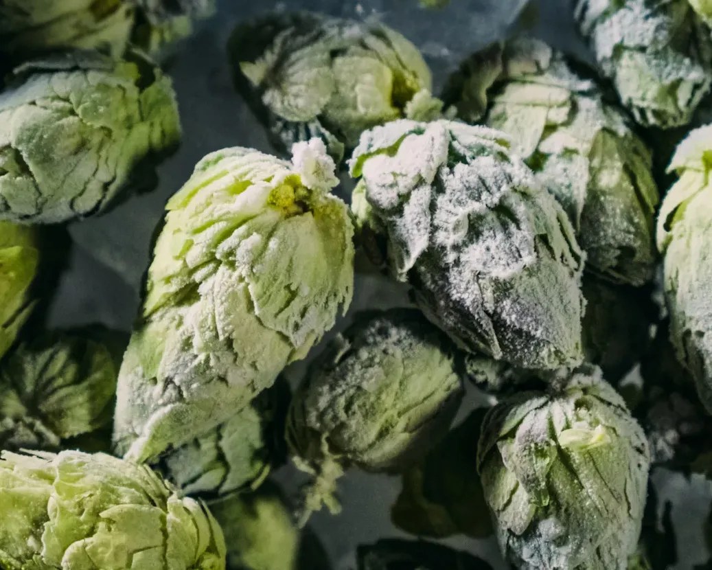 frozen hops
