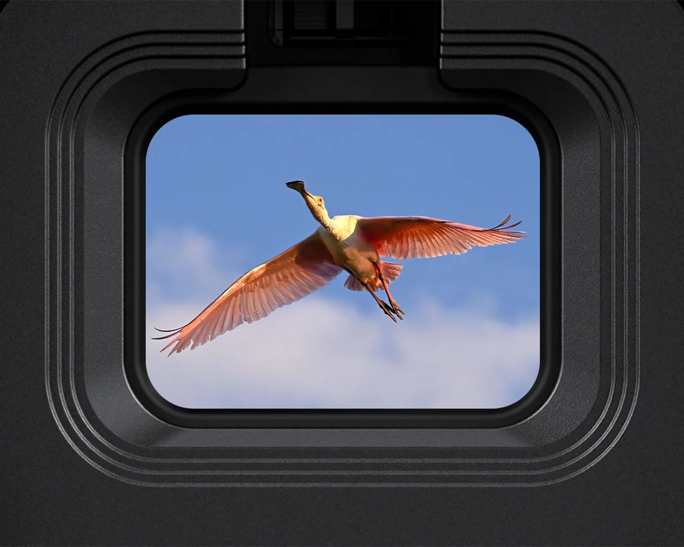 Nikon Z6III Camera focusing on a flying flamingo