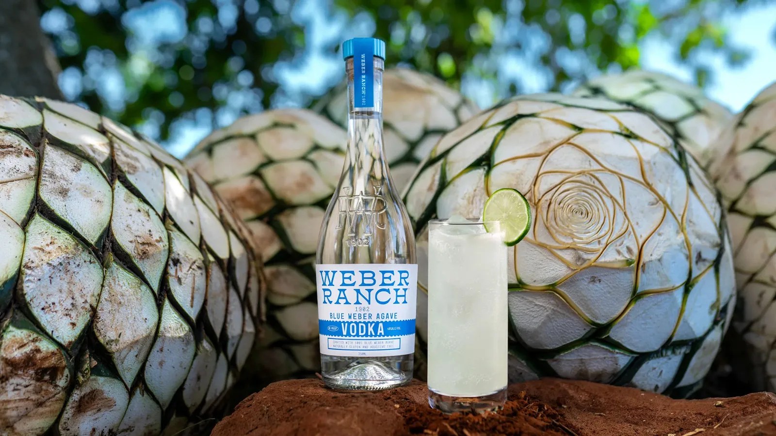 A bottle of Weber Ranch vodka sitting to the left of a tall drink glass filled with a cocktail and a lime attached to its rim. I the background are cut agaves and tree branches filled with leaves