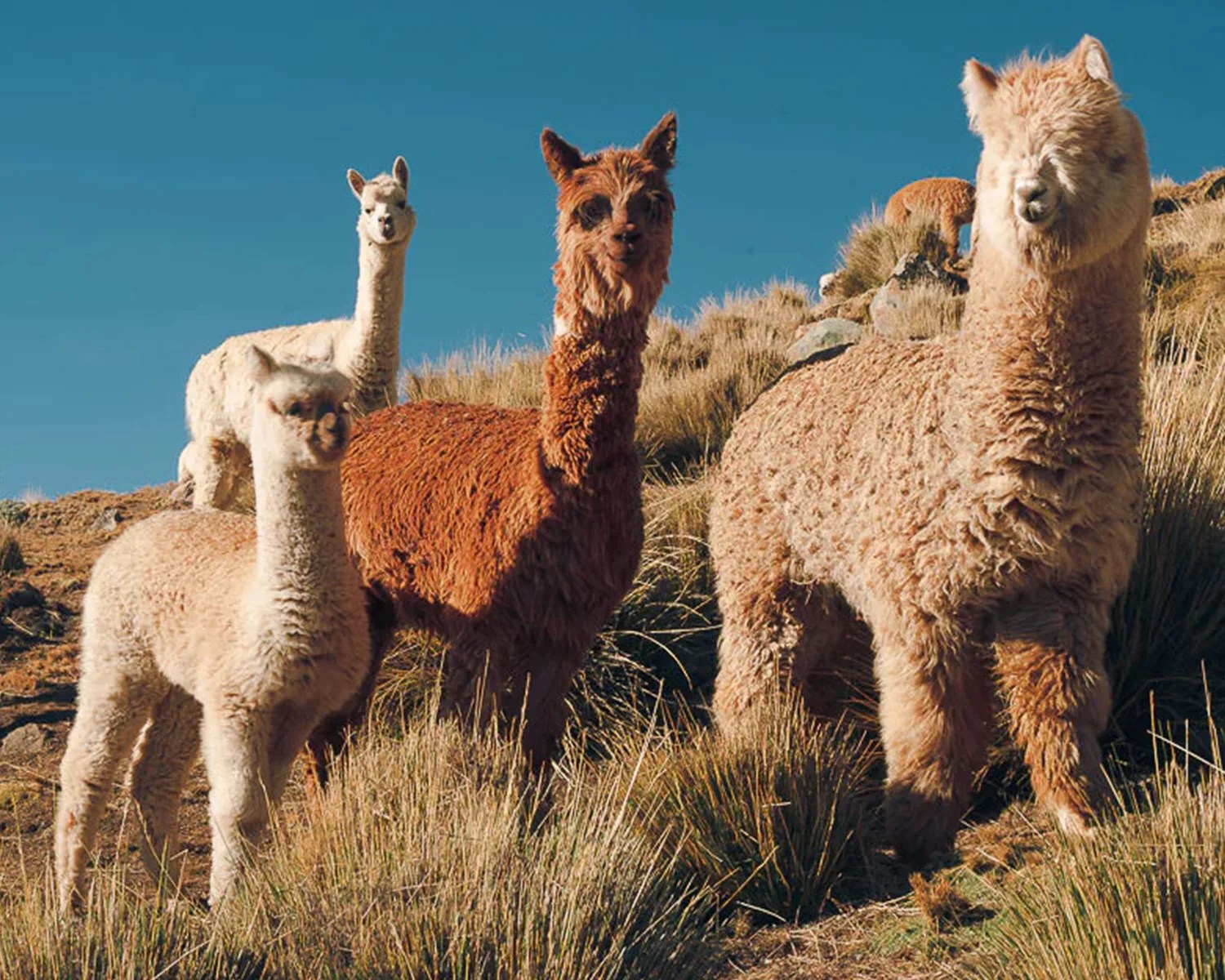 actual-alpacas