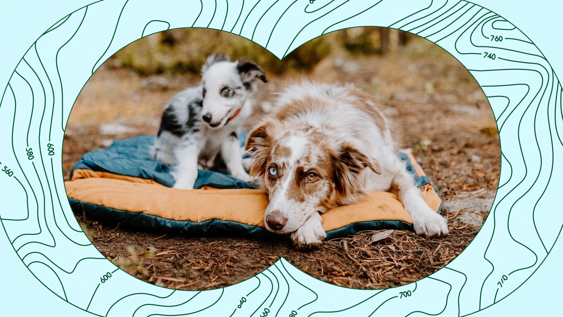 two dogs resting on Wilderdog Sleeping Bag