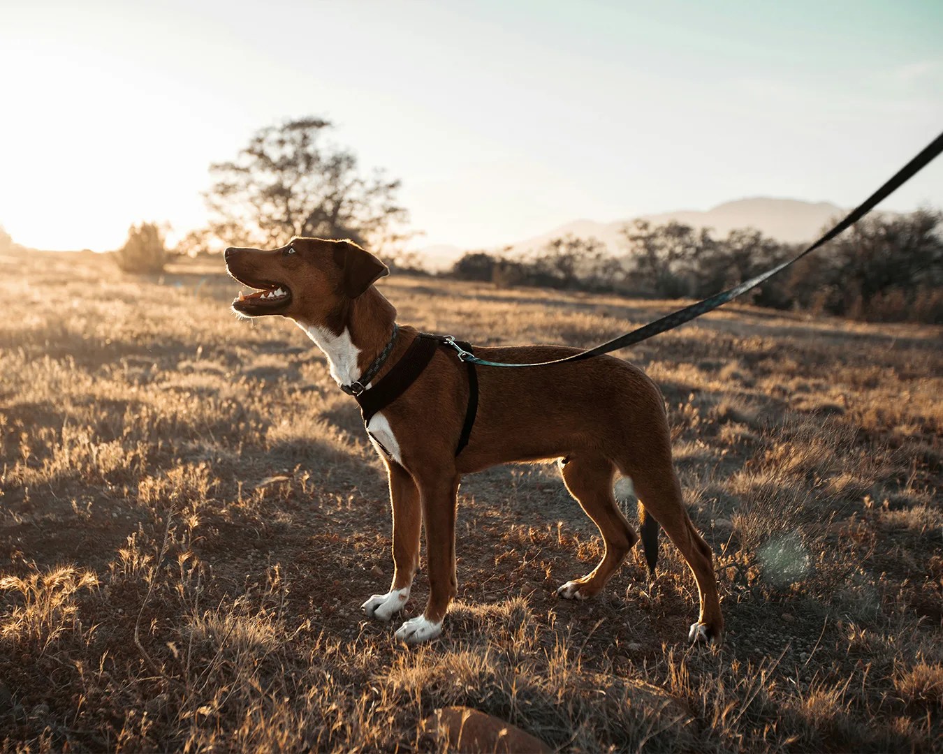 dog on leash