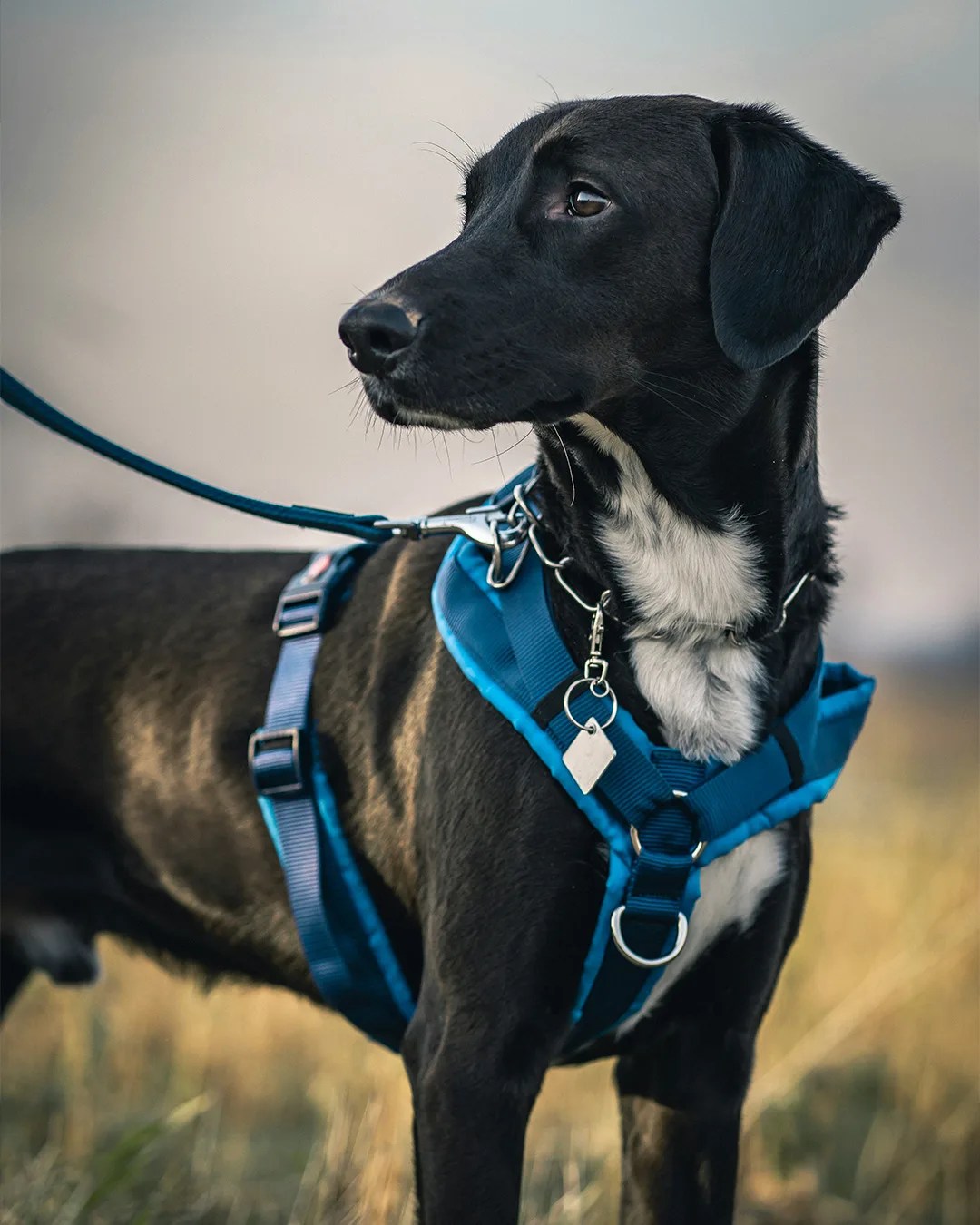 black dog wearing a harness and leash