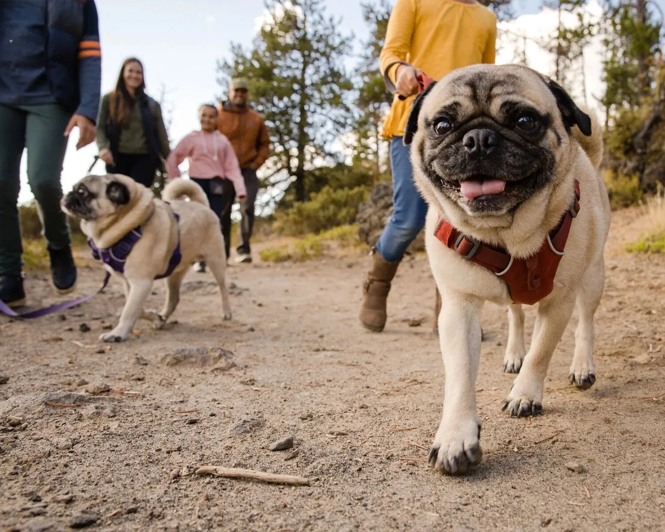 pug dogs wearing Ruffwear Front Range® Dog Harness walking on a dirt path with their owners