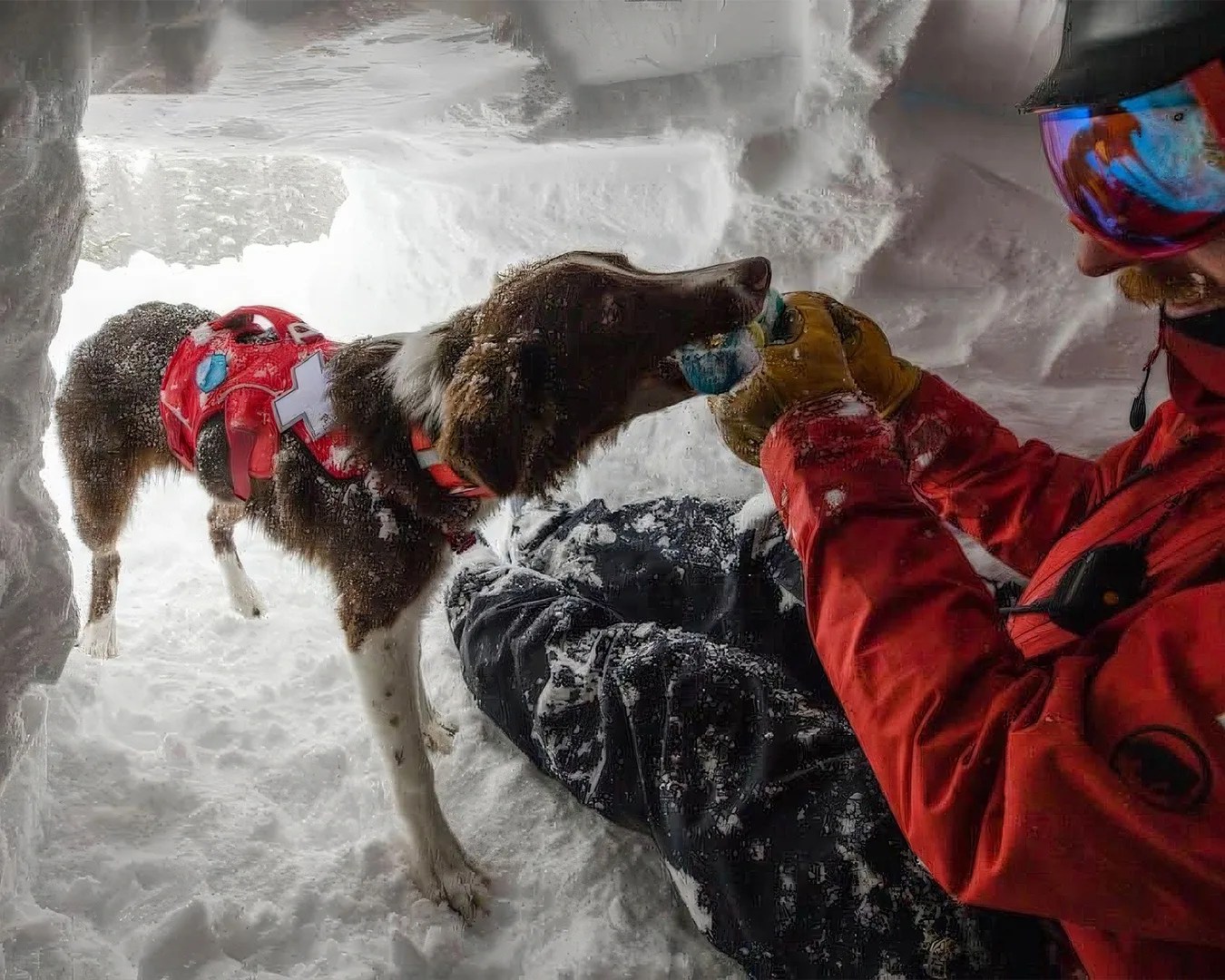 man playing with dog dog wearing the Ruffwear Web Master™ Dog Harness with Handle in snow