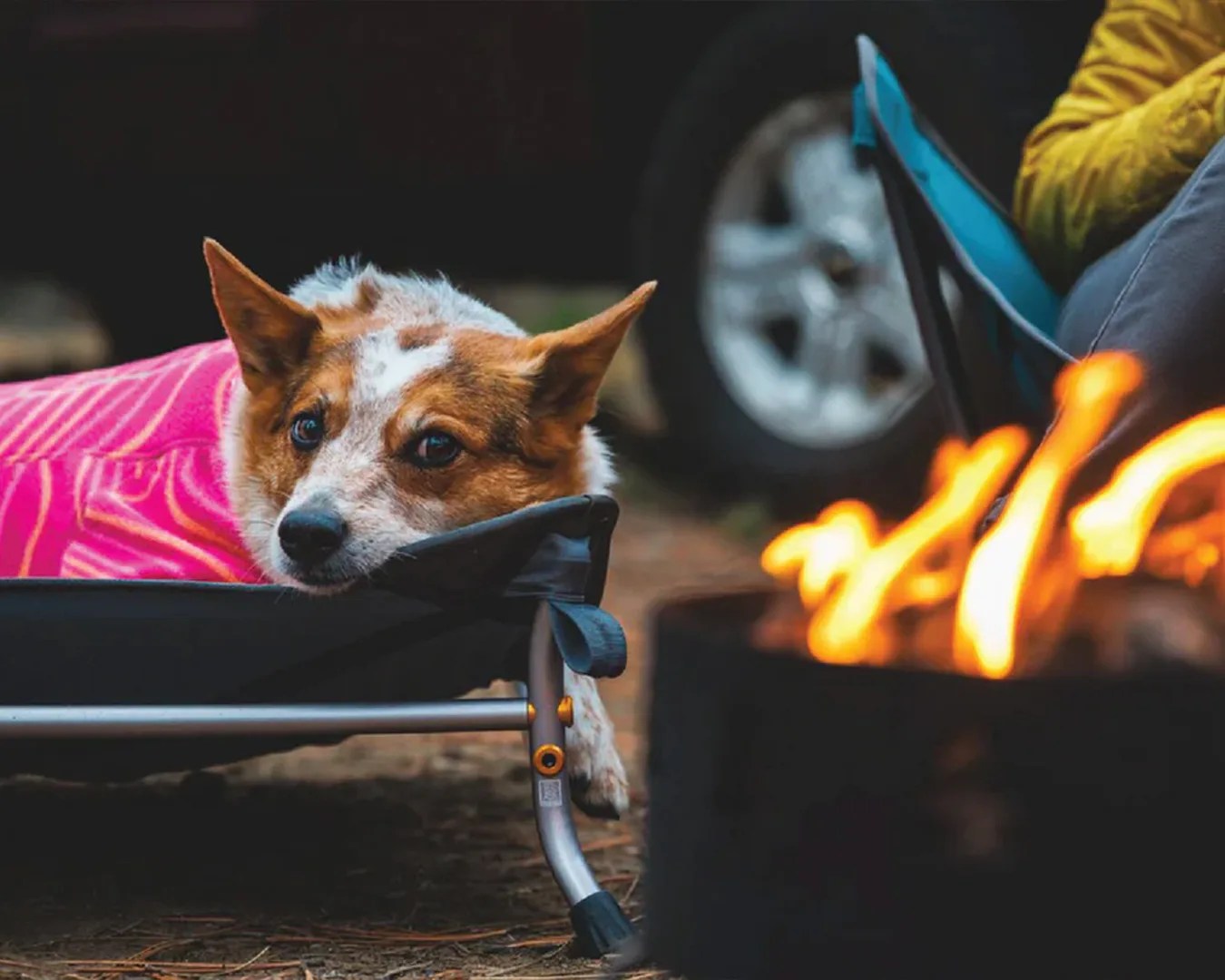 dog resting on cot by campfire