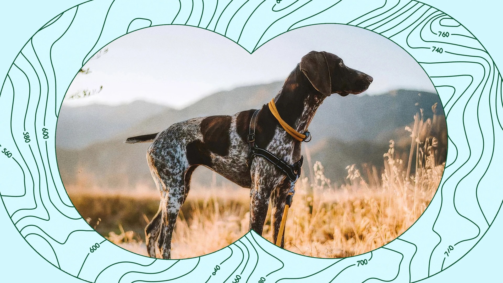 dog wearing Atlas Pet Company Lifetime Leash